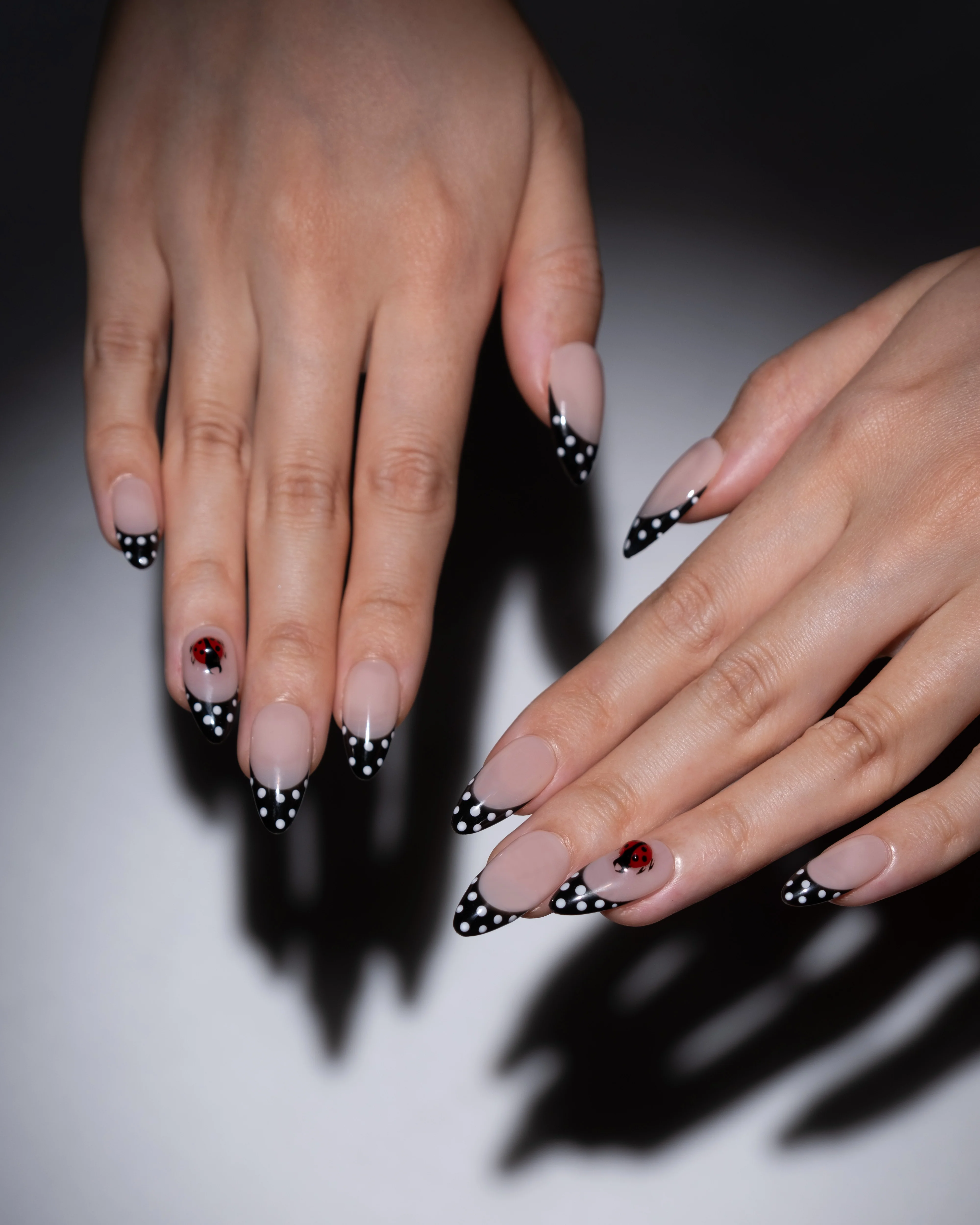 Ladybug - Image 3