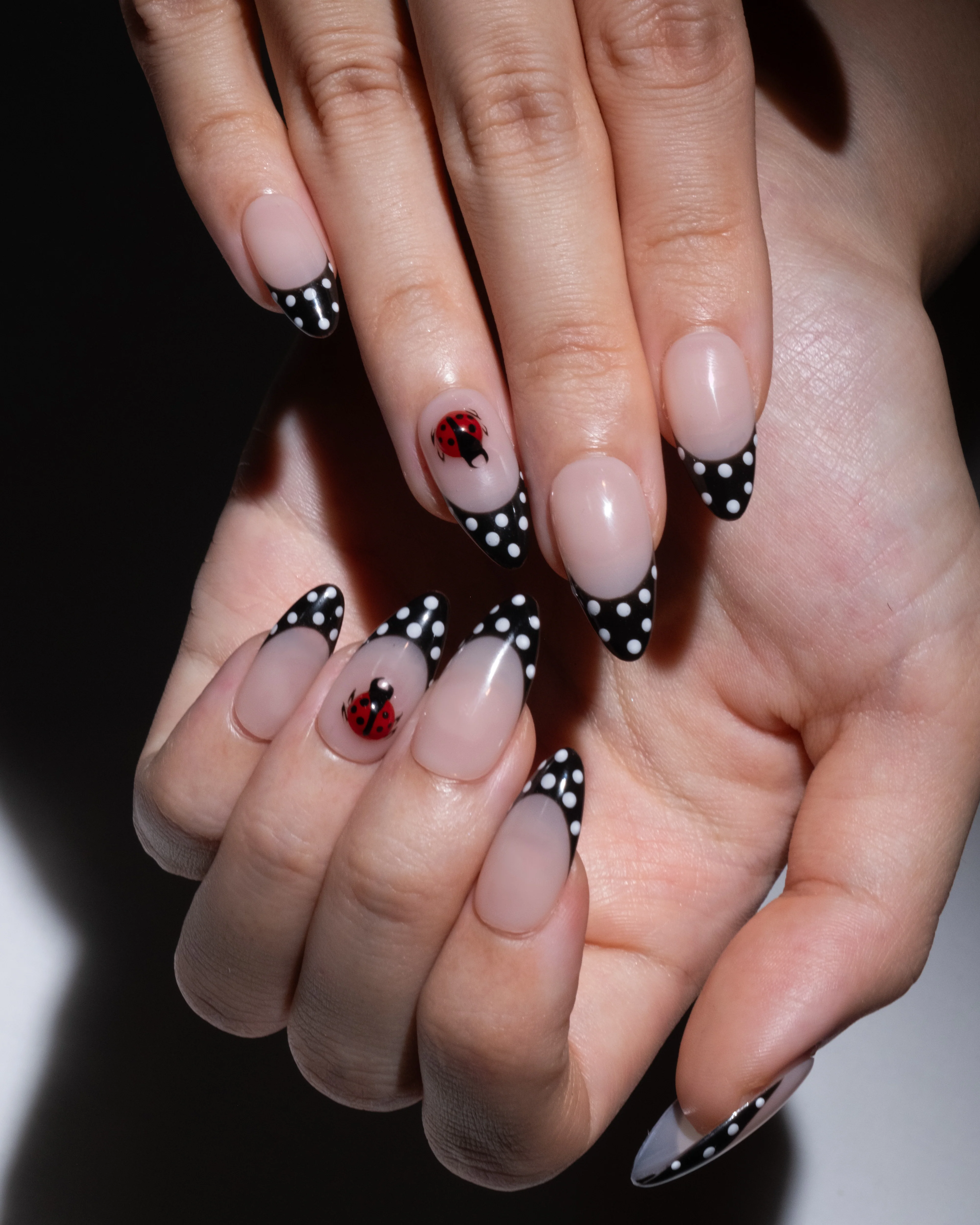 Ladybug - Image 5