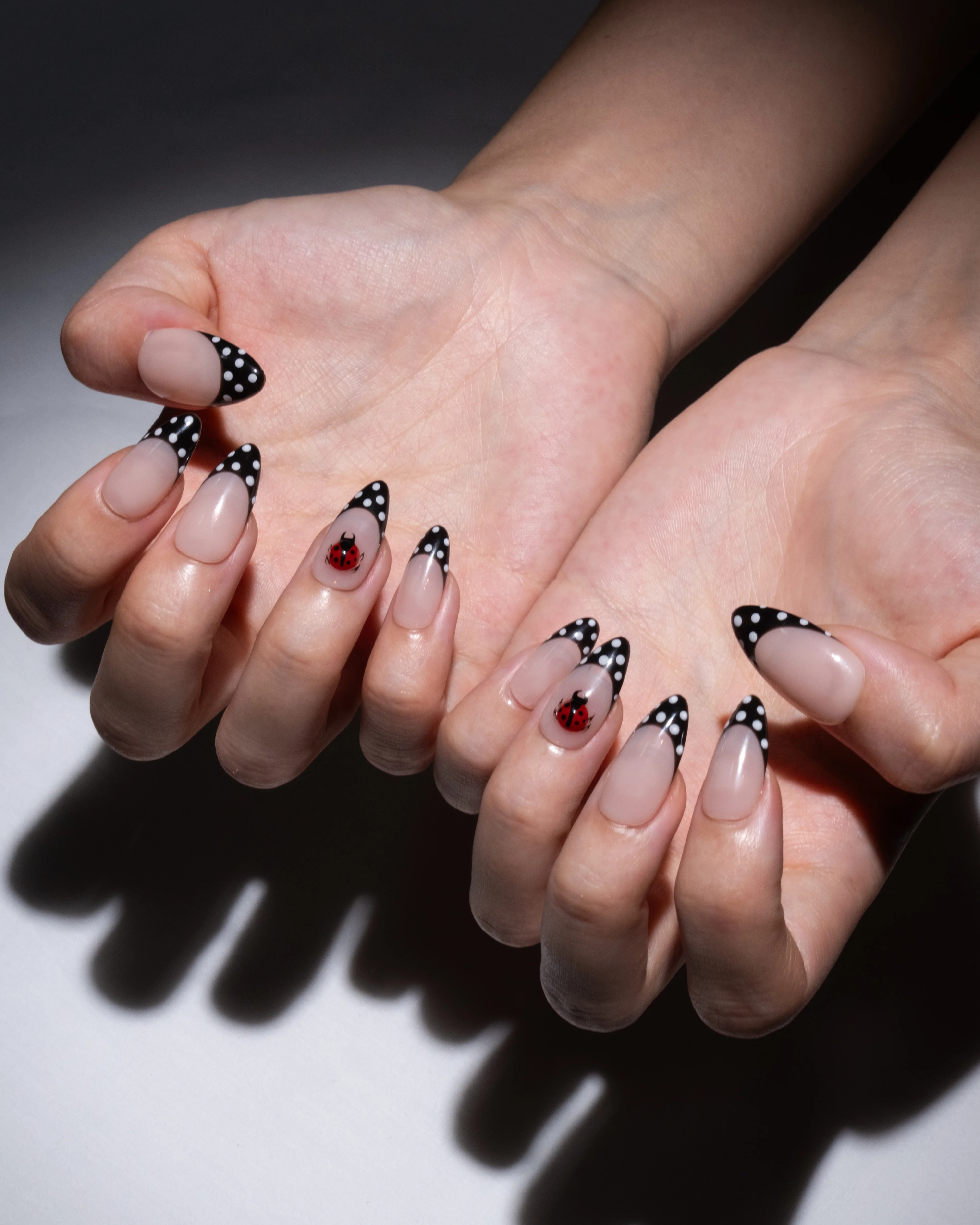 Ladybug - Image 6